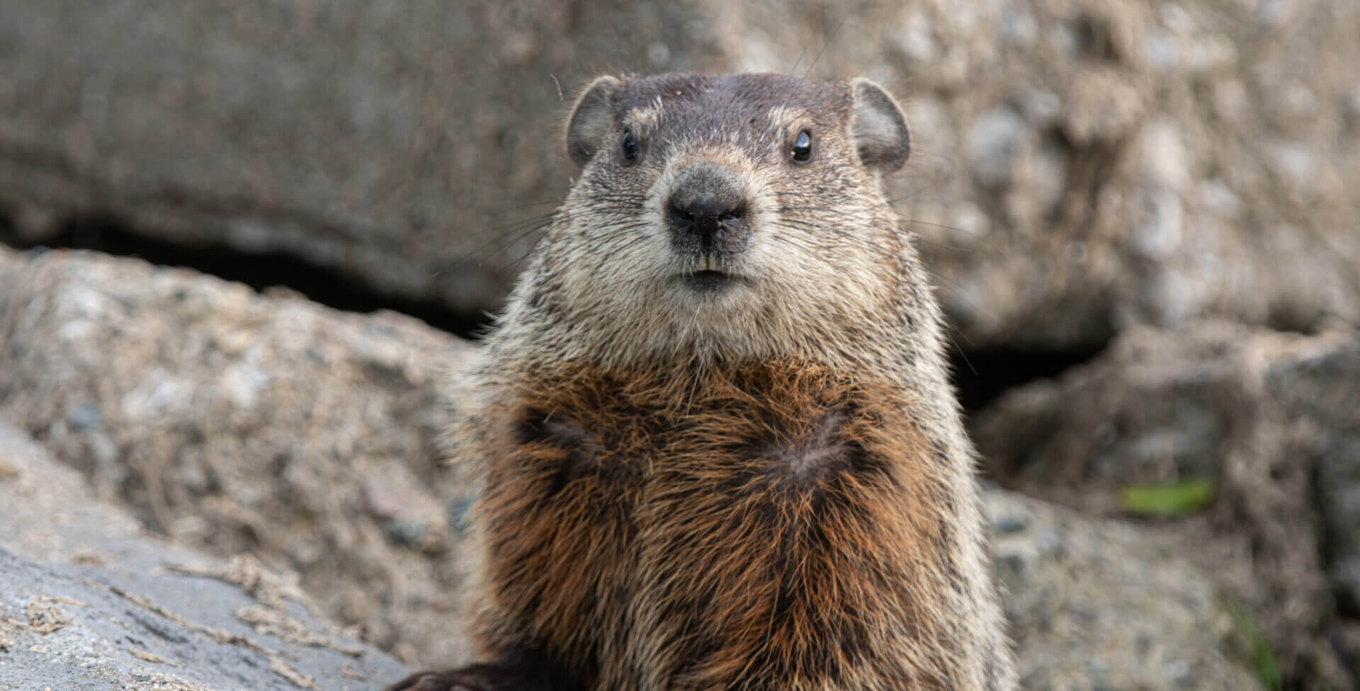 Groundhog Is Watching You