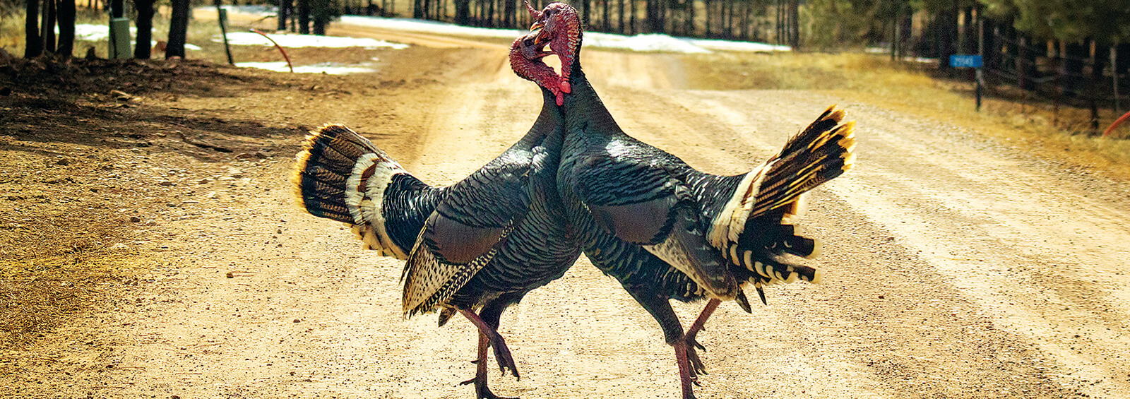 Turkeyfightbanner