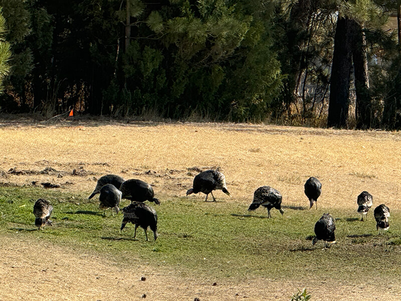 A herd of turkeys gathers on the property.