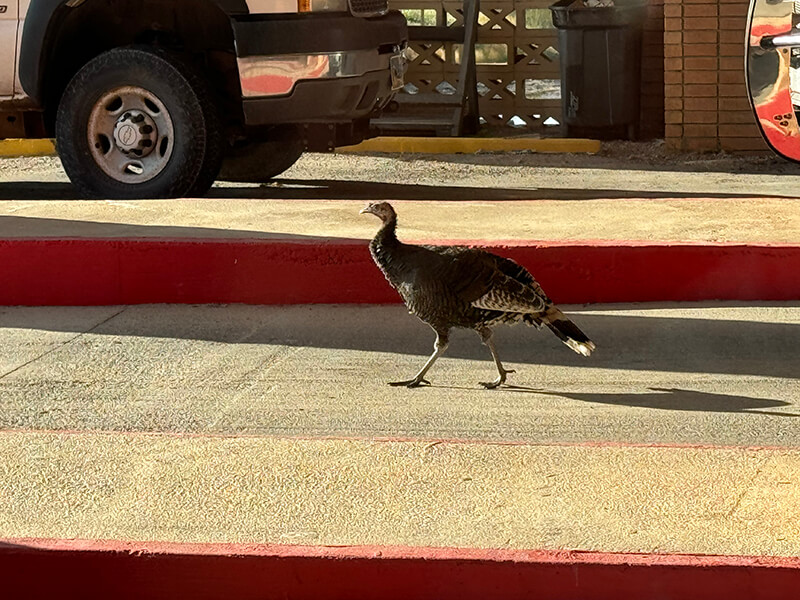 A turkey struts by our entrance.