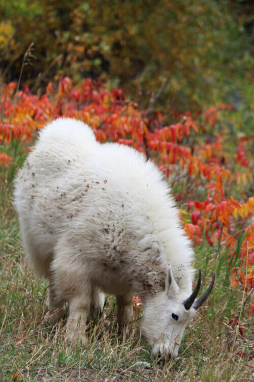 Wls Mountain Goats 0007