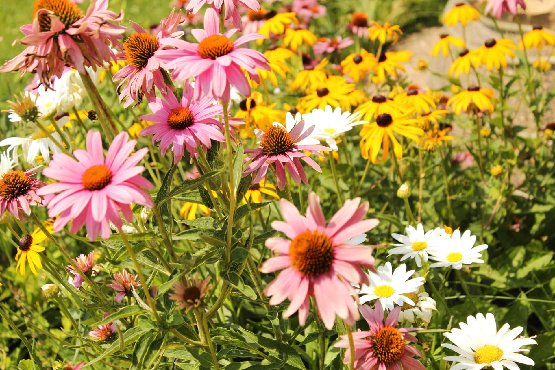 Wls Newcastle Flowers 016